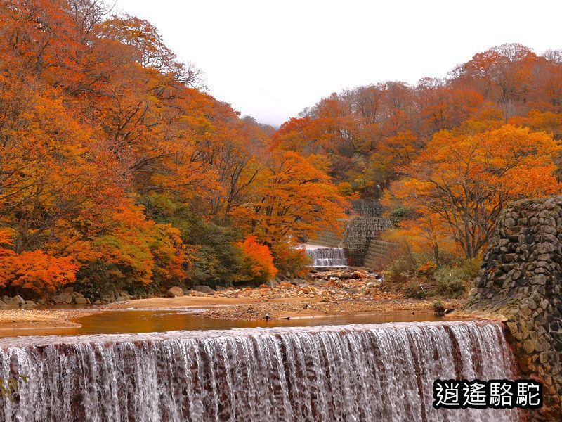 孫六溫泉六庵-��本駱駝