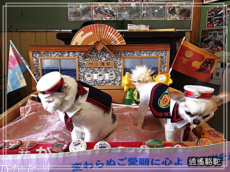 伊予上灘駅-日本駱駝