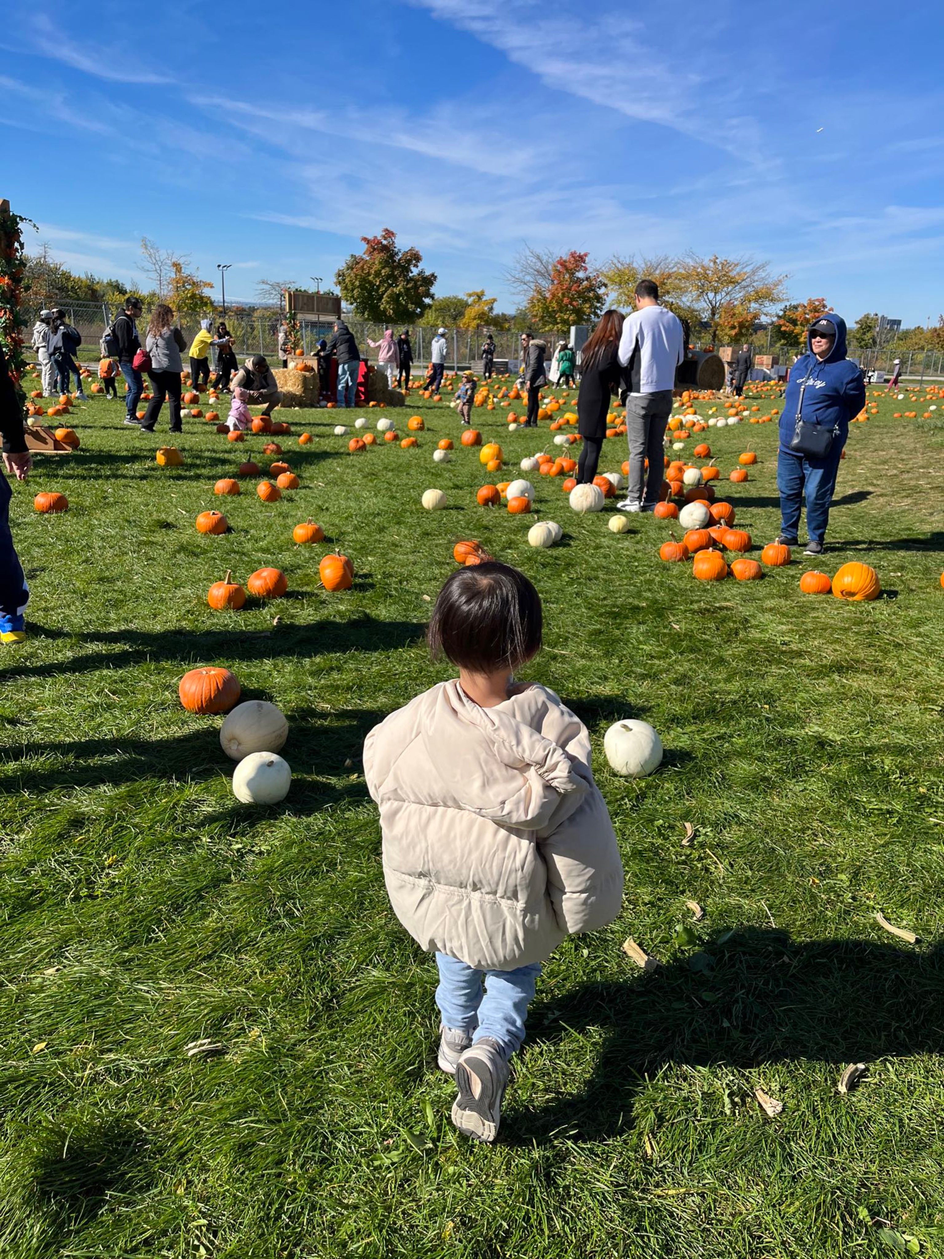 多倫多市中心Downsview park :The pumpkin festival 南瓜節活動